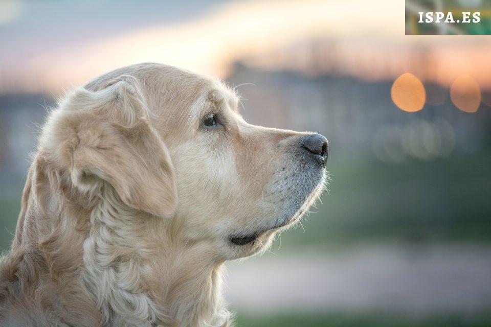 golden retriever perro